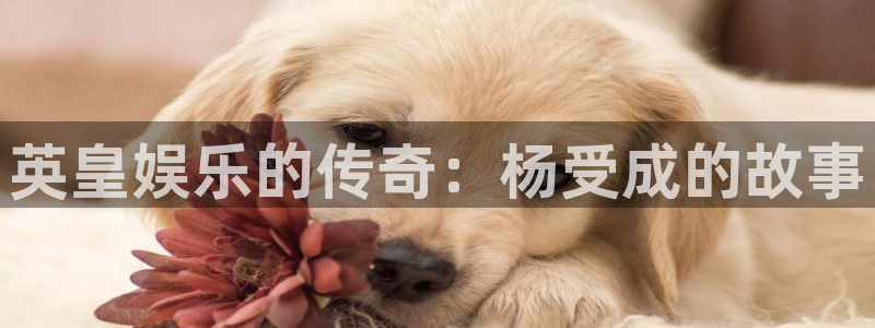 好彩运体育合法嘛：英皇娱乐的传奇：杨受成的故事